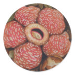 Rafflesia Of Borneo Watercolor Art Sticker