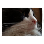 Ragdoll Card