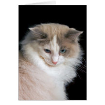 Ragdoll Cat #1824 Card