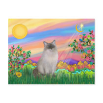 Ragdoll Cat (Blue Point) - Day Star