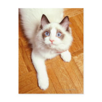 Ragdoll cat on floor, elevated view post cards