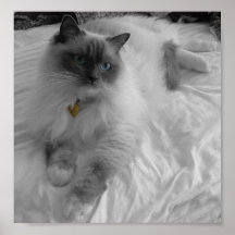 Ragdoll Cat Posters