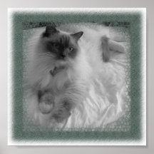 Ragdoll Cat Print