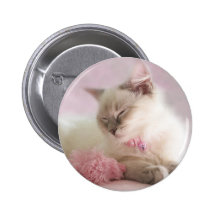 ragdoll kitten button