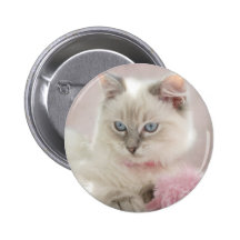 ragdoll kitten button