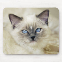 Ragdoll kitten mouse pads