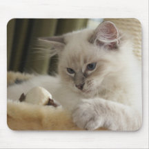 ragdoll kitten mousepad