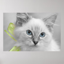 ragdoll kitten poster