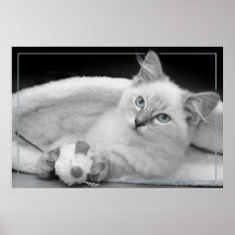 ragdoll kitten poster