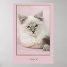 ragdoll kitten poster