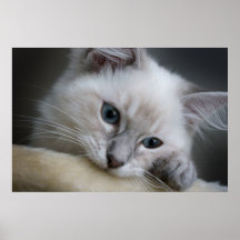 ragdoll kitten poster