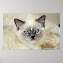 Ragdoll kitten posters