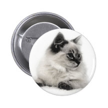 ragdoll kitten sketch button