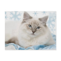 ragdoll postcard