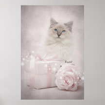 Ragdoll Poster