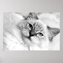 ragdoll poster