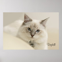 Ragdoll poster