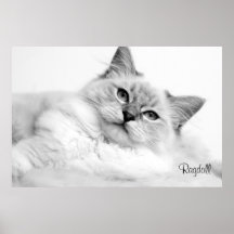 Ragdoll poster