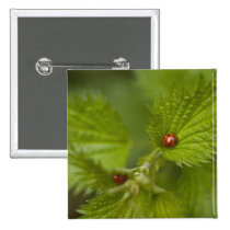 Rain Covered Ladybugs buttons