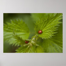 Rain Covered Ladybugs Print