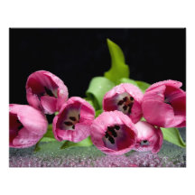 Rain Covered Pink Tulips Photo Art