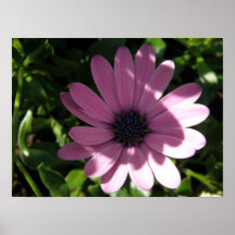 Rain Daisy in the shadows Print