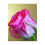Rain Drop Kisses of Nature on Pink Rose Postcards