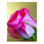 Rain Drop Kisses of Nature on Pink Rose Postcards