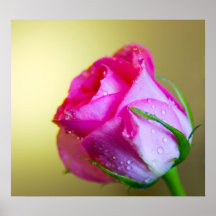Rain Drop Kisses of Nature on Pink Rose Posters