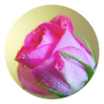 Rain Drop Kisses of Nature on Pink Rose stickers