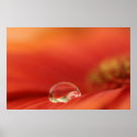 Rain Drop Poster posters