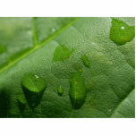 Rain Drops In Montana Photo Cut Out