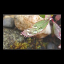Rain Drops on Leaf stickers