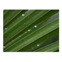 Rain Drops on Palm Frond Postcard