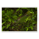 Rain Forest 2 Cards