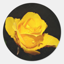 rain kissed rose sticker