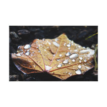 Rain on a Leaf Gallery Wrap Canvas