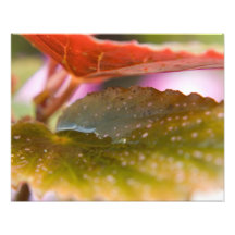 Rain Wet Autumn Fall Leaves Photo Art