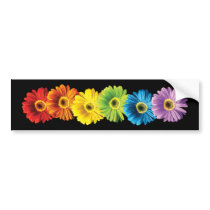 Rainbow Daisies