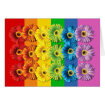 Rainbow Daisies