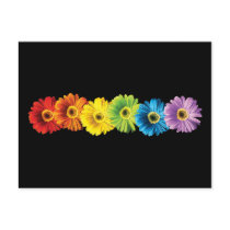 Rainbow Daisies