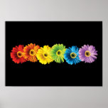 Rainbow Daisies