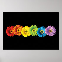 Rainbow Daisies