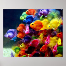 Rainbow Fish Poster
