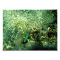 Rainbow Fish underwater in Ko Tao Thailand Photographic Print