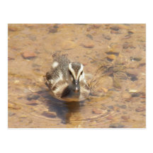 Rainbow Lake Duckling Post Cards