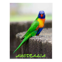 Rainbow Lorikeet, AUSTRALIA Postcard
