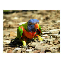 Rainbow Lorikeet Blank Postcard