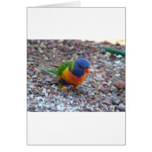 Rainbow Lorikeet Cards