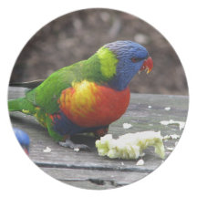 Rainbow Lorikeet Dinner Plates